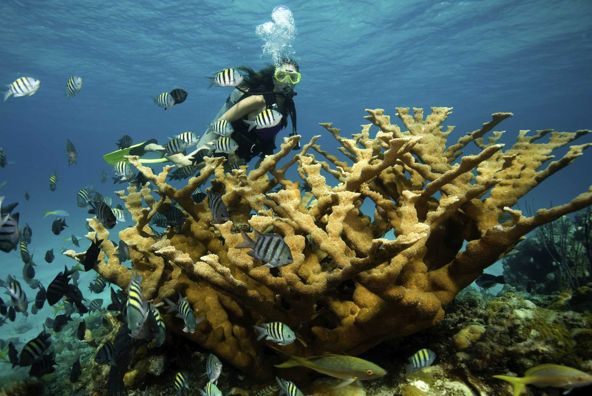 scuba diving dominican republic