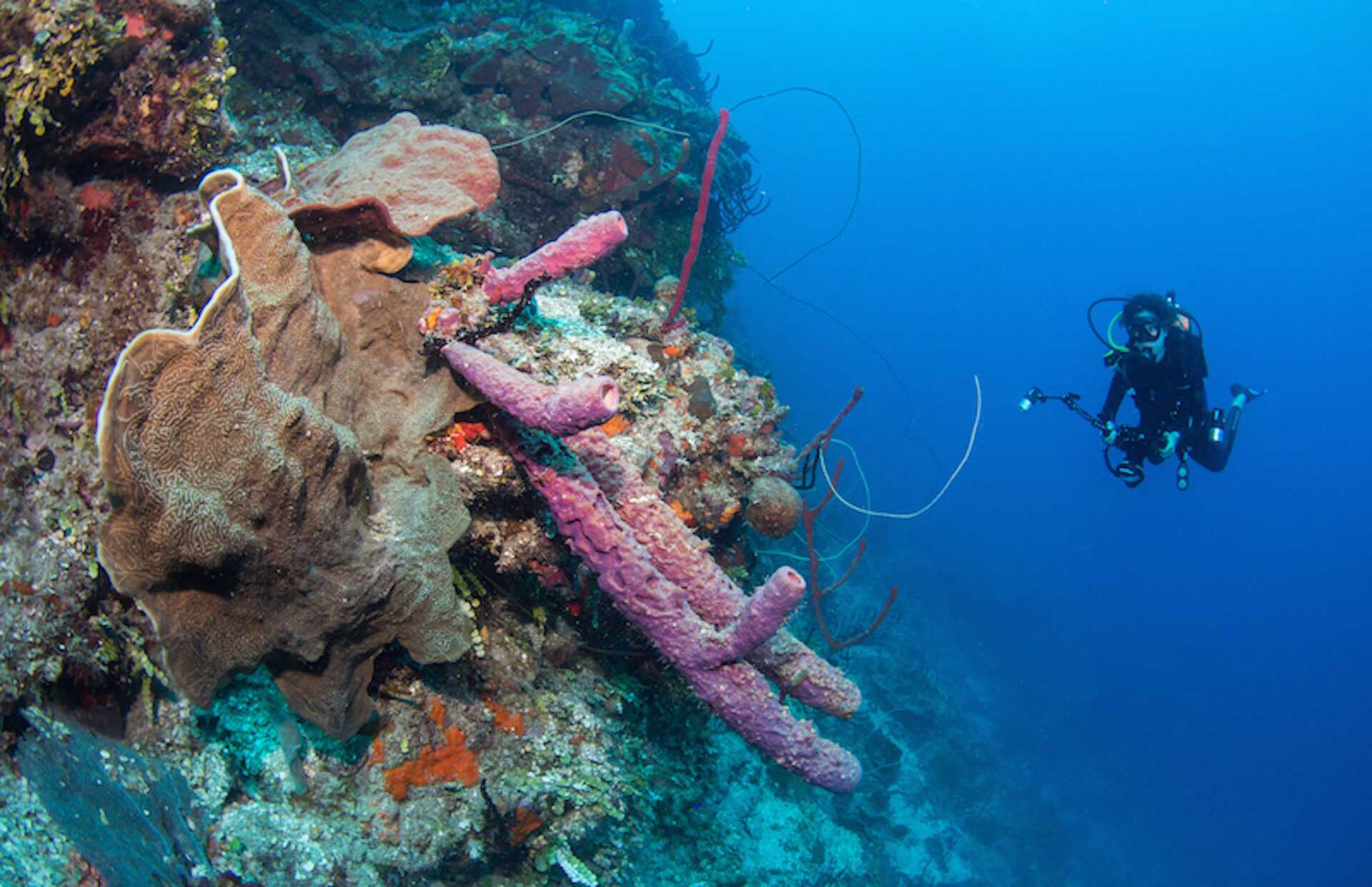 padi open water diver course