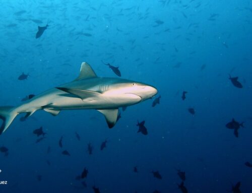 Shark Tour The Best Shark Diving Experience in Punta Cana