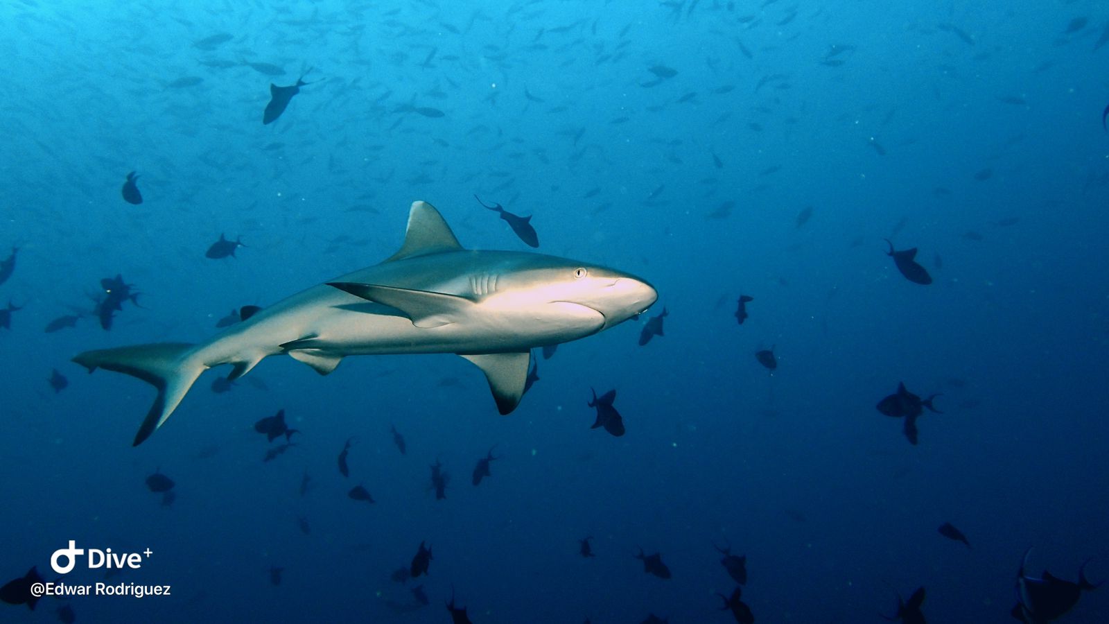 Best-Shark-photos-3
