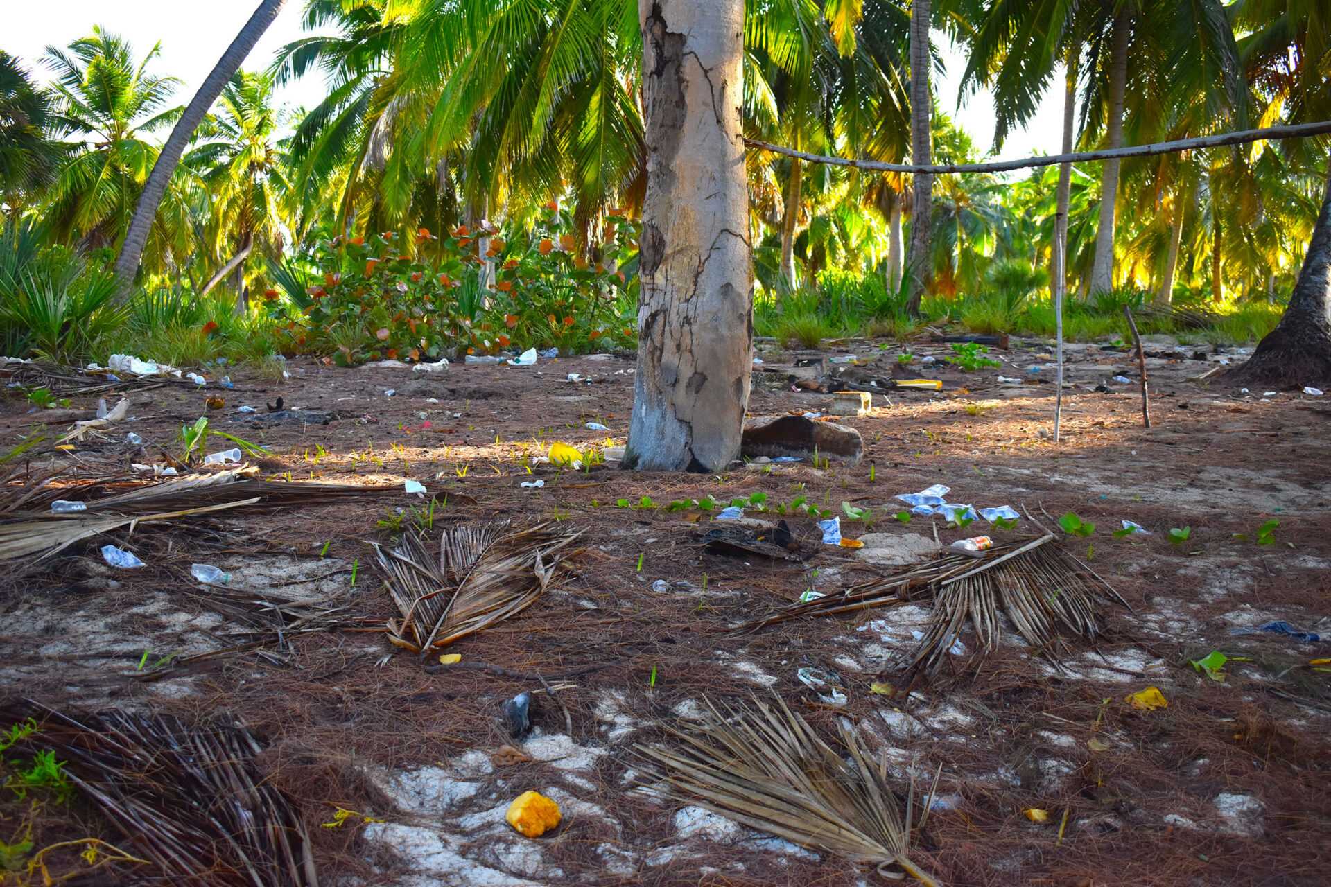 blog post photo turtle savior