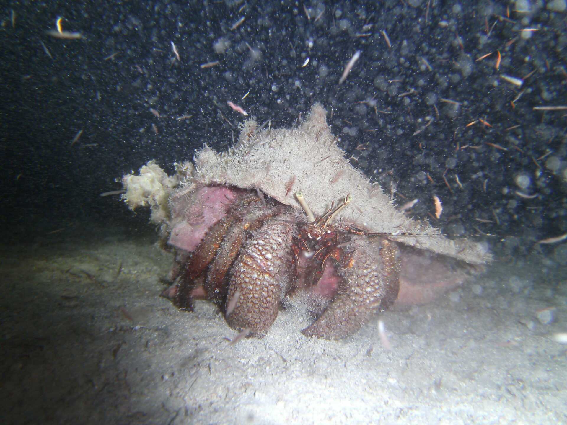 night dive with hermit crab