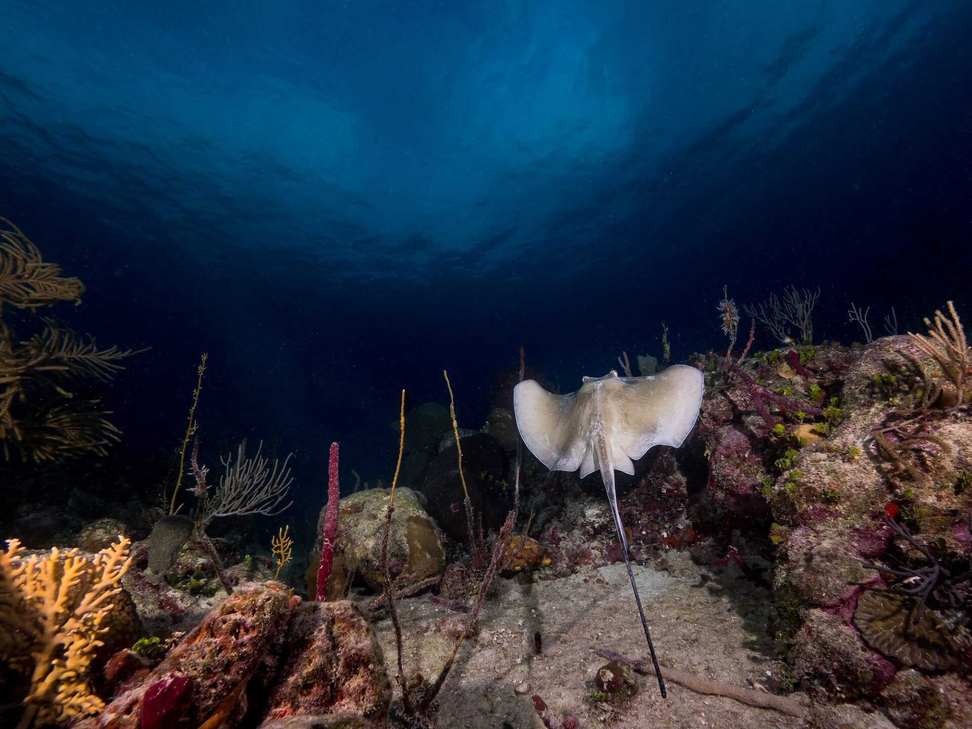 night diving bayahibe