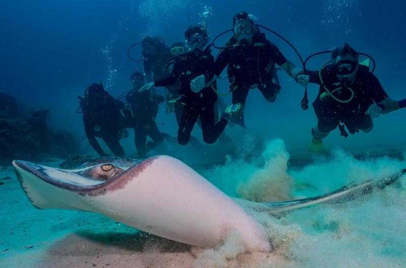 saona island private dive charte