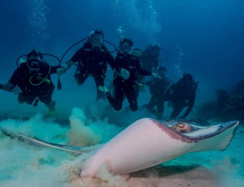 The 5 Best Dive Sites in The Dominican Republic