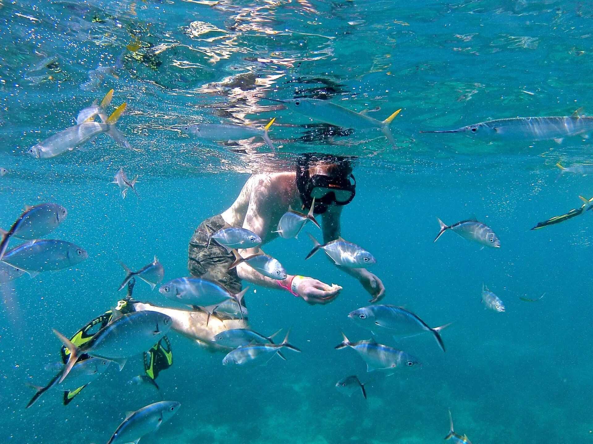 snorkeler feeding the fish in catalina island