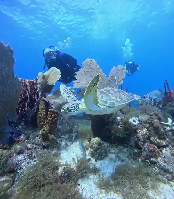 diving-with-sea-turtles-in-the-dominican-republic-national-park Diving with sea turtles in the Dominican Republic National Park